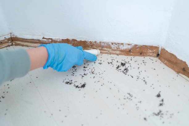 Best Termite Inspection and Treatment  in Dorr, MI